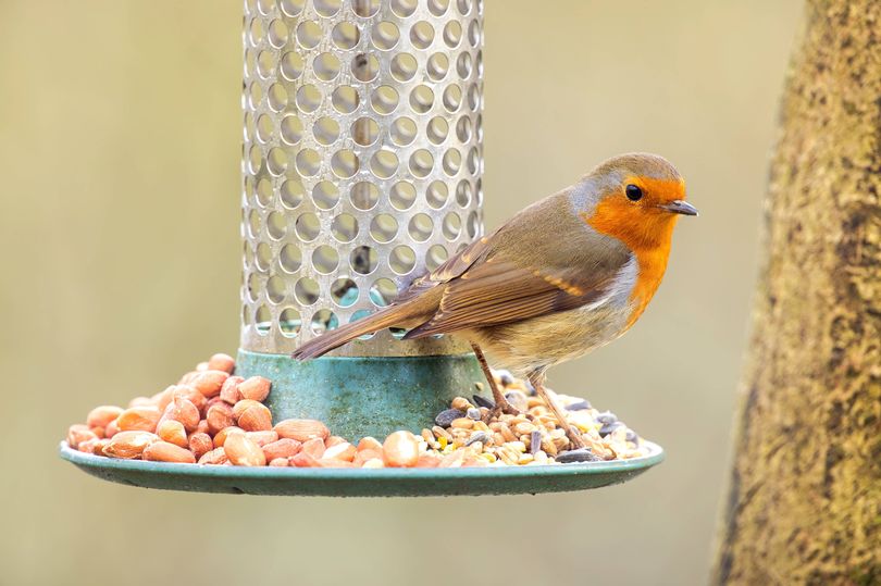 Leave six items in your garden now and have robins visit by Christmas