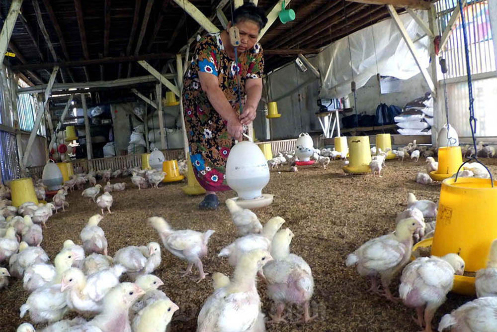Permintaan Ayam Naik Jelang Nataru, Saham Peternakan Kembali Diperhatikan