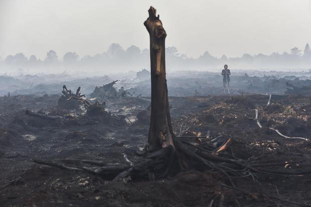 Daftar 10 Provinsi Penyumbang 80% Kebakaran Hutan Indonesia dalam 25 Tahun