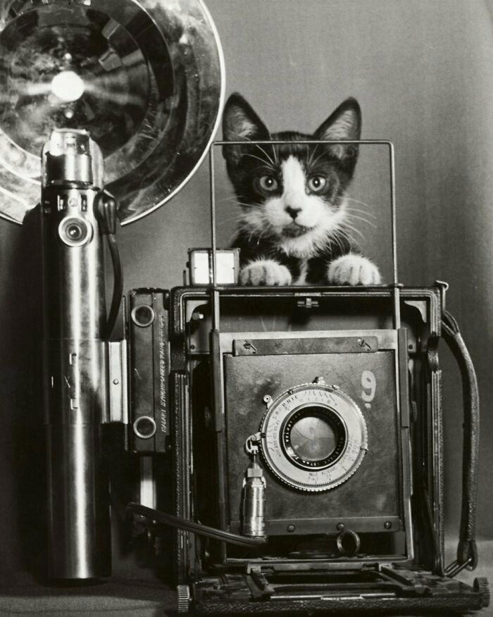 48 fascinating historical photos that might change your perspective on ...