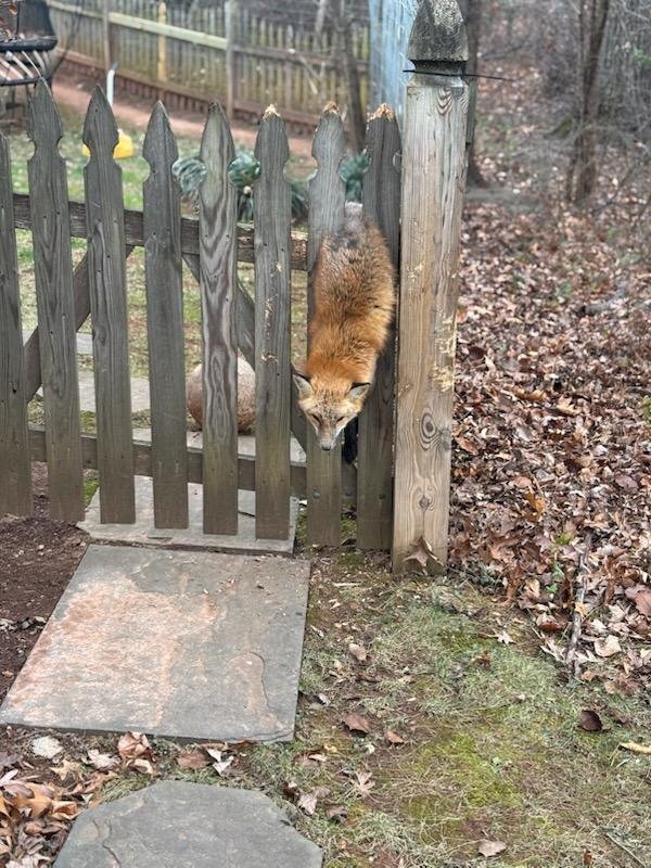 Look: Red fox found stuck in wooden fence outside Virginia home
