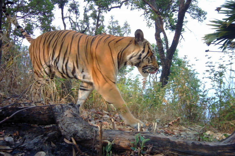 Hope for tigers grows as Thailand safeguards a key link in their habitat