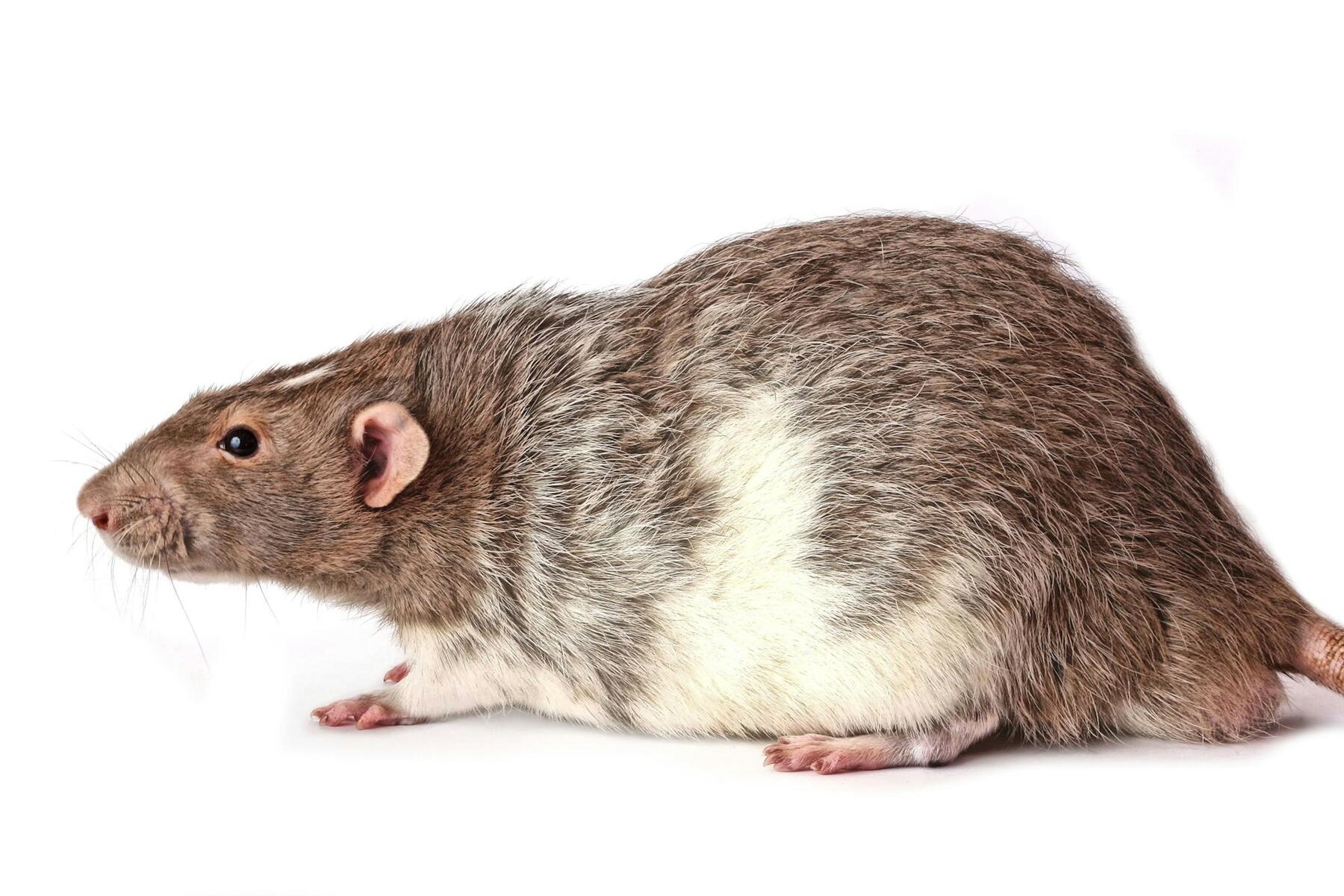 Nightmare flight over the Atlantic as rat stowaway scurries through cabin