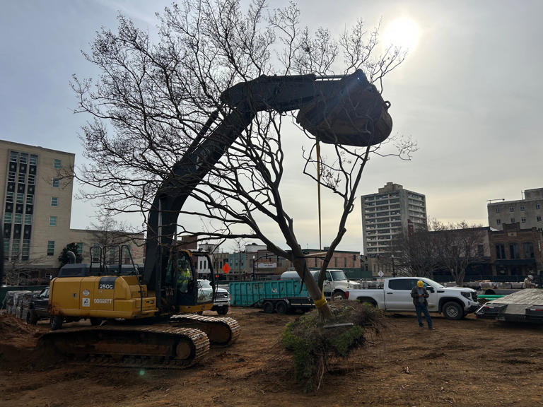 Crews begin moving crape myrtles from Tyler square to TJC