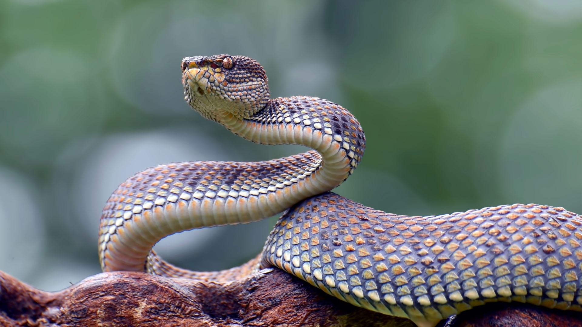 7 snake myths that have spread for years but aren’t accurate