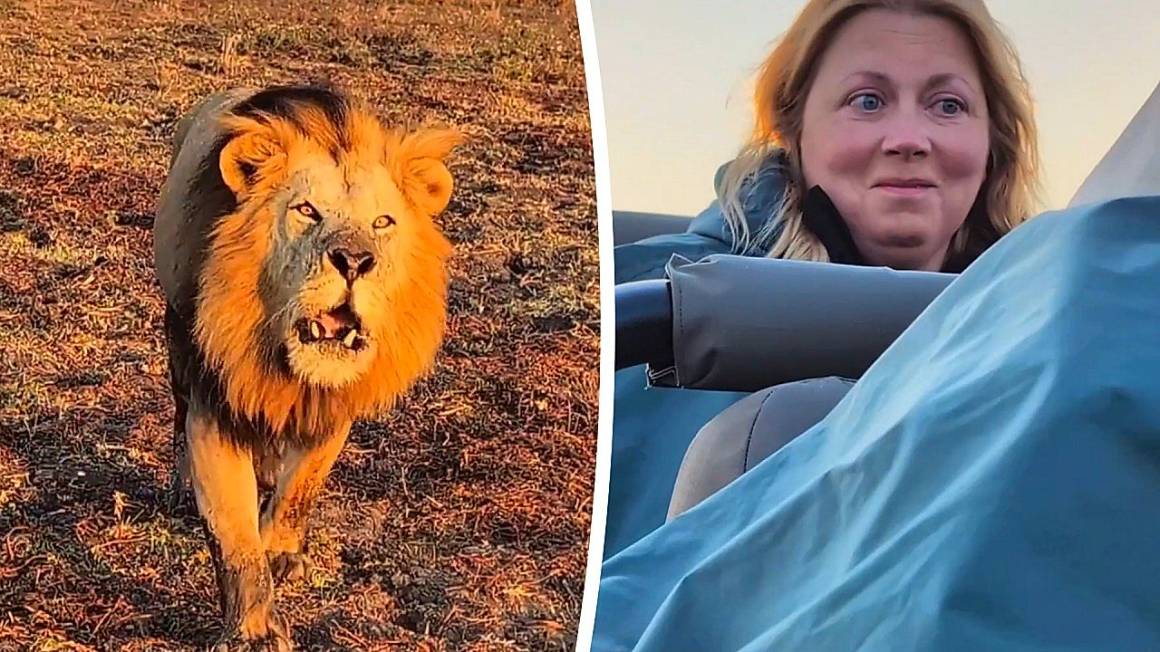 lion-s-thunderous-roar-stuns-tourists-at-arm-s-length