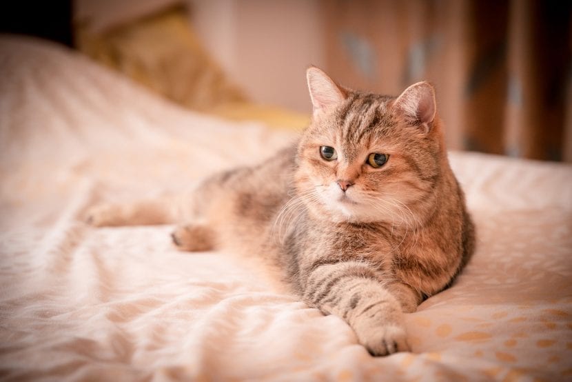 Por qué mi gata embarazada sangra: causas, colores y cuándo ir al ...