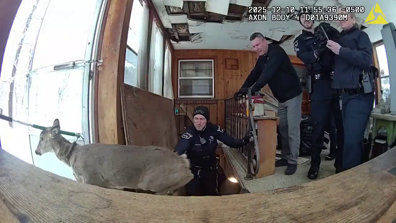 Deer spends 2 days in basement before police pull it up the stairs