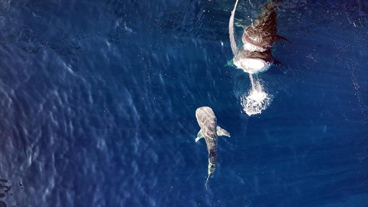 Temuan Bayi Hiu Paus Pertama di Teluk Saleh NTB