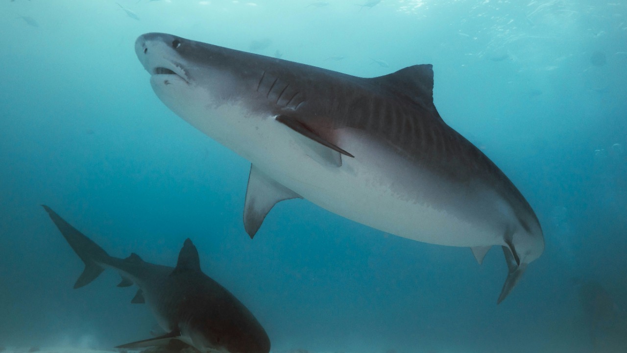 Great white sharks face extinction threat from a brutal new rival