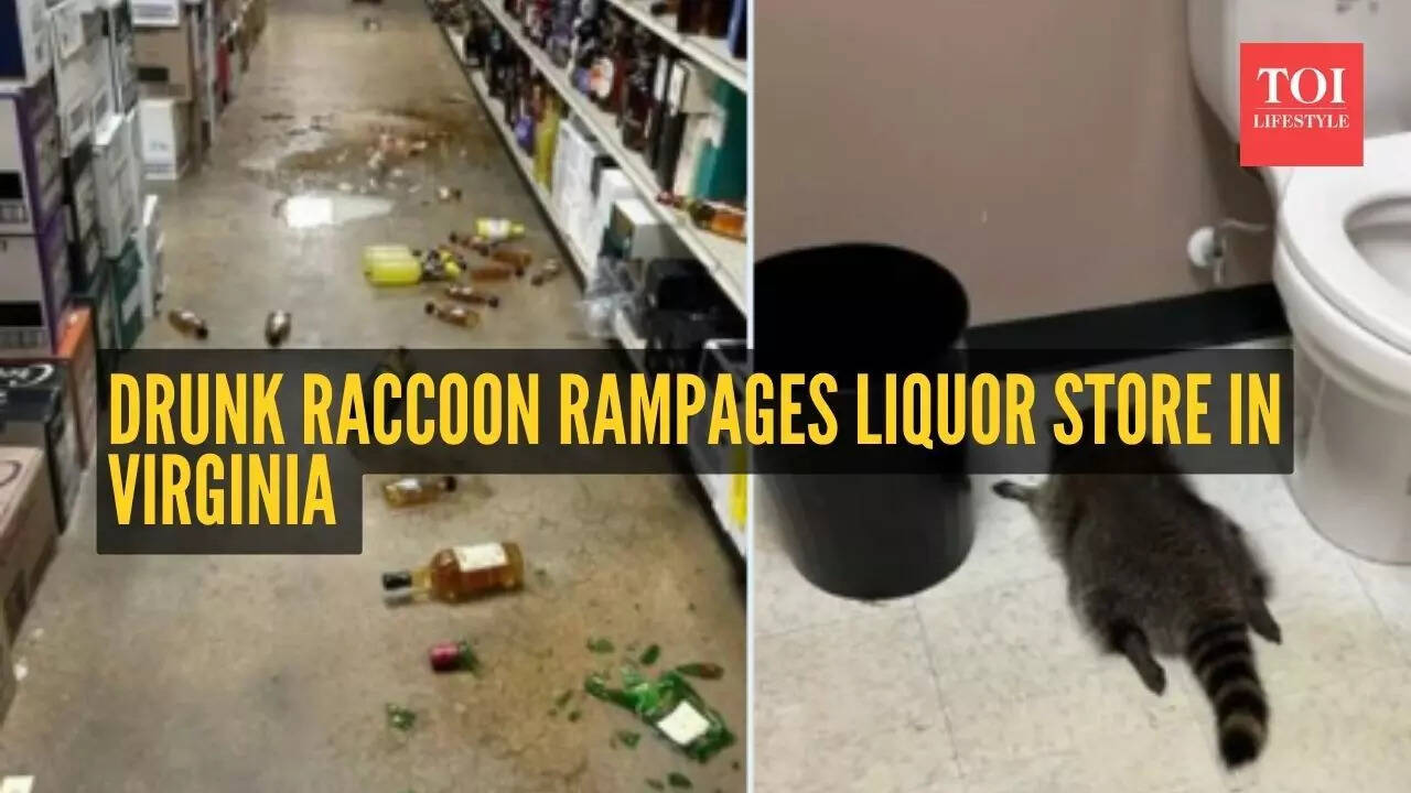 What? Virginia neighborhood stunned after drunk raccoon with past ...