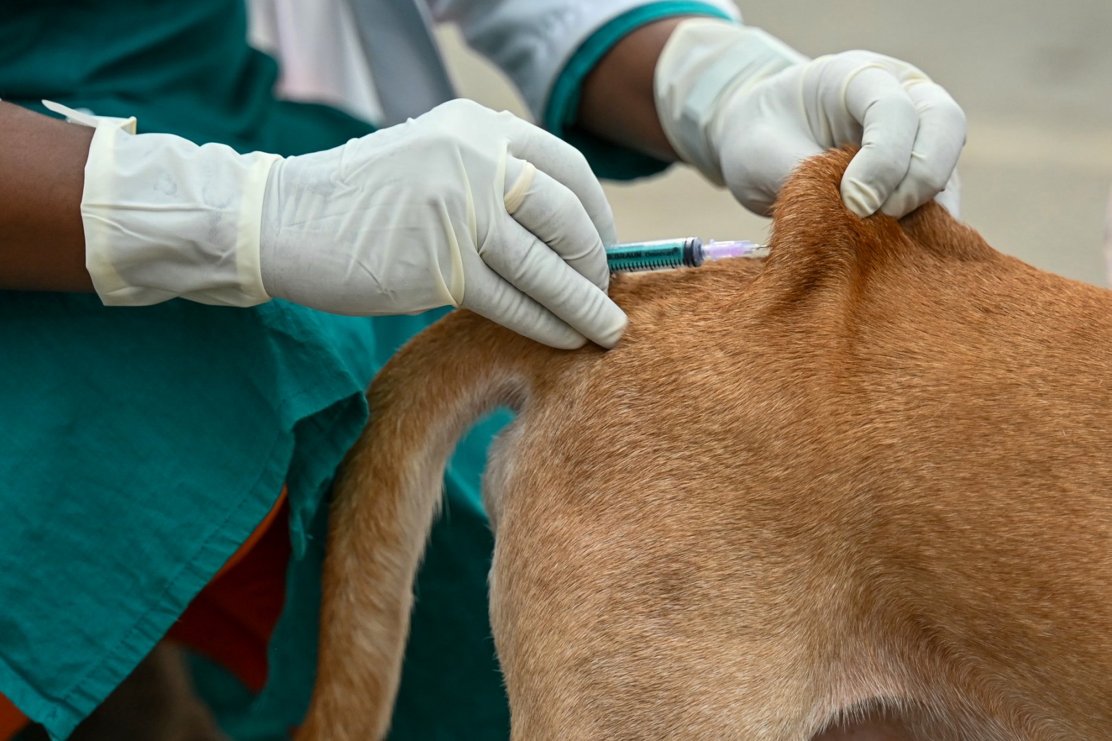 Videos mislead on risks of RNA rabies vaccine for pets
