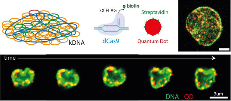 Vital intertwining: Blood parasite's chainmail-like DNA structure could ...
