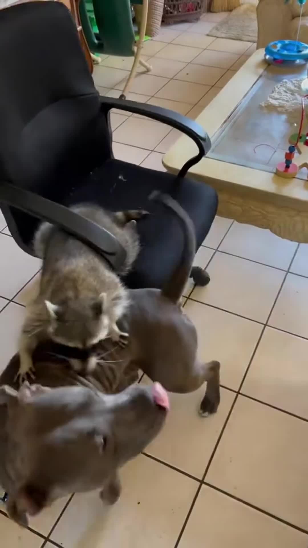 Raccoon and dog playfully battle for the chair