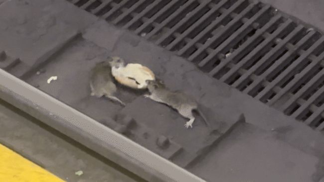 Rats wrestle over bagel at NYC subway station