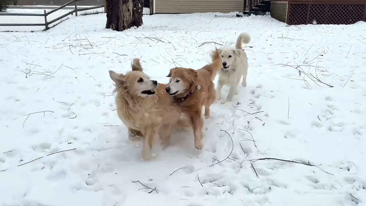 Golden retrievers have a snowy day of fun in New York