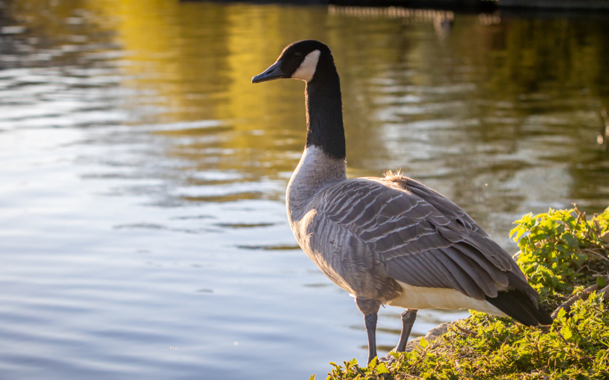 Wild goose decides to join backyard duck flock and nobody can blame her