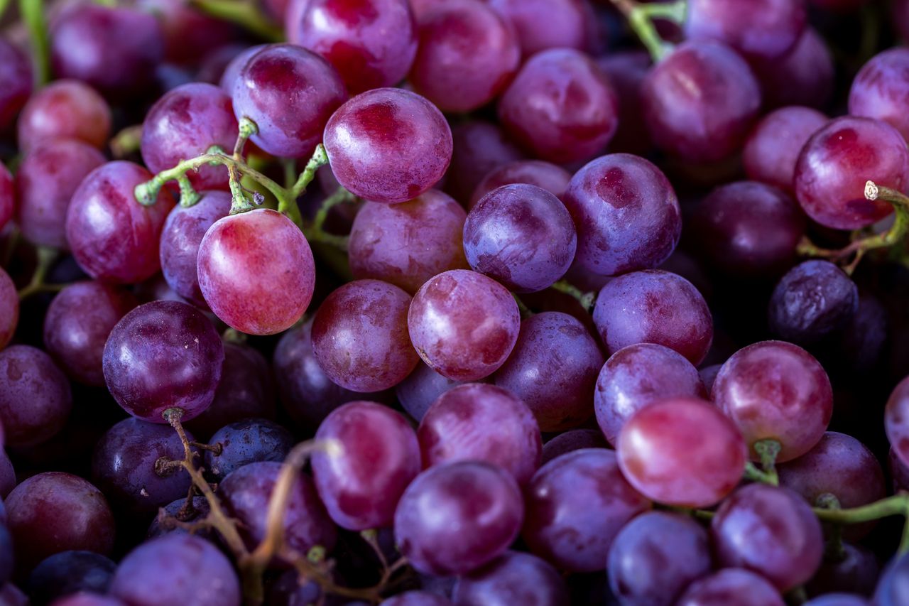 Close-up of red grapes