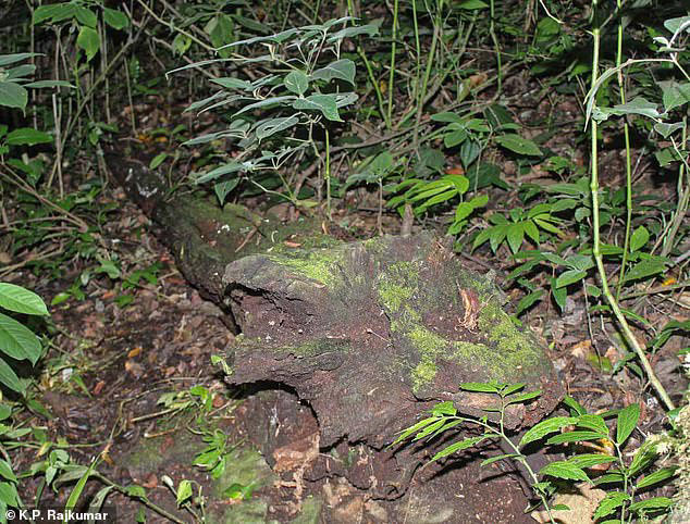 Rare 'galaxy frogs' are feared to have been killed after photographers ...