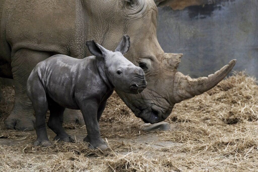Baby white rhino born at wildlife park with 'extremely rare' birth ...
