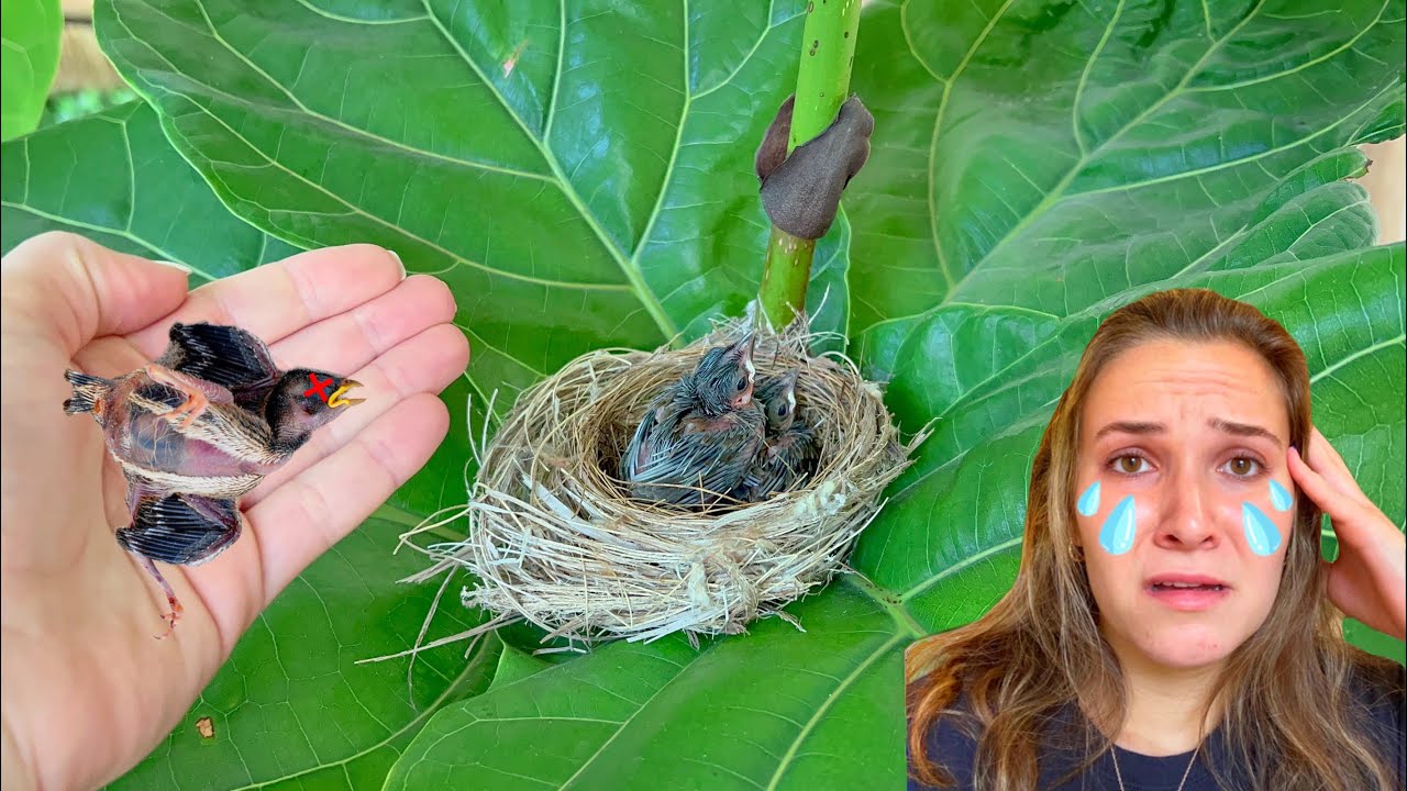 Security footage reveals the truth behind a baby bird’s disappearance