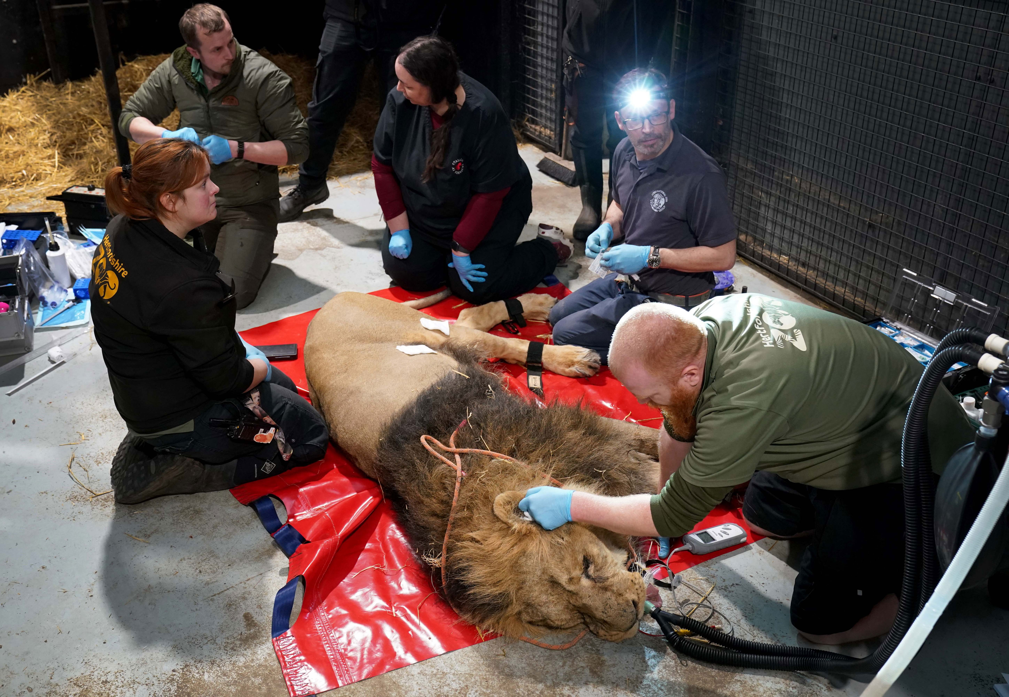 Lion pictured having 'critical' procedure to help safeguard species