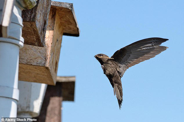 All new homes must be built with 'swift bricks' to protect endangered ...