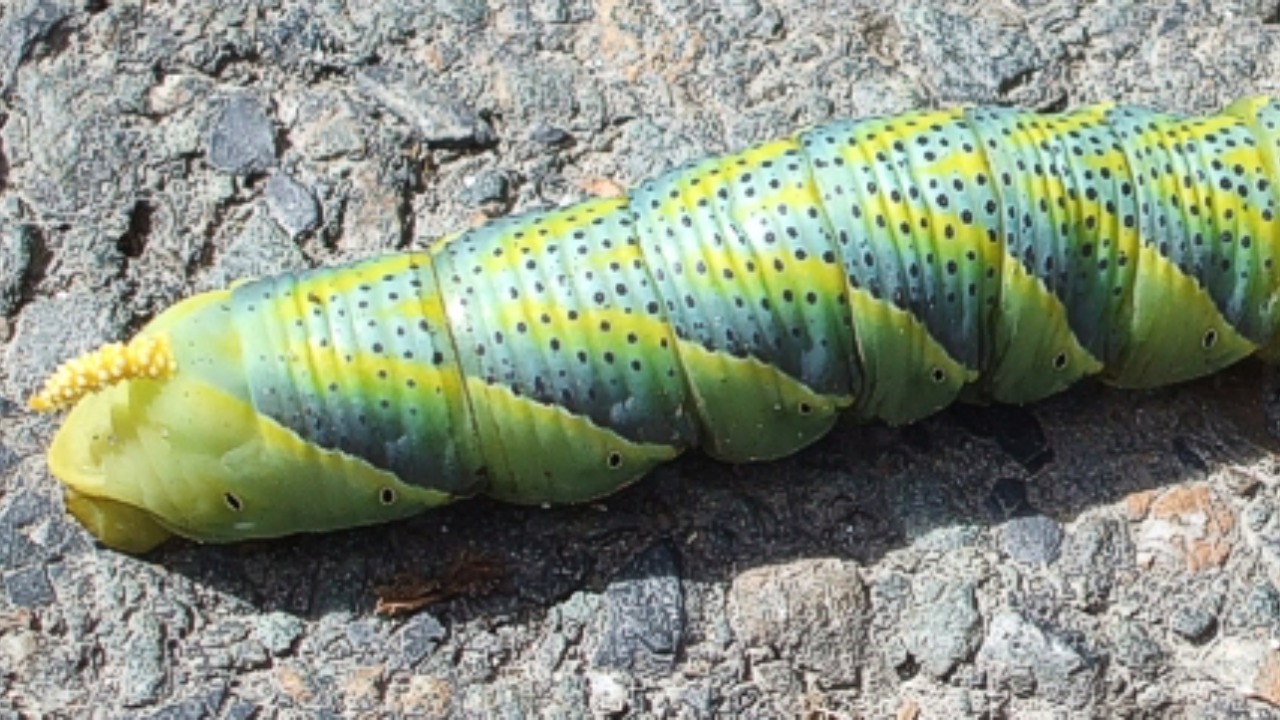 Young moths are hissing at predators, and it’s surprisingly effective