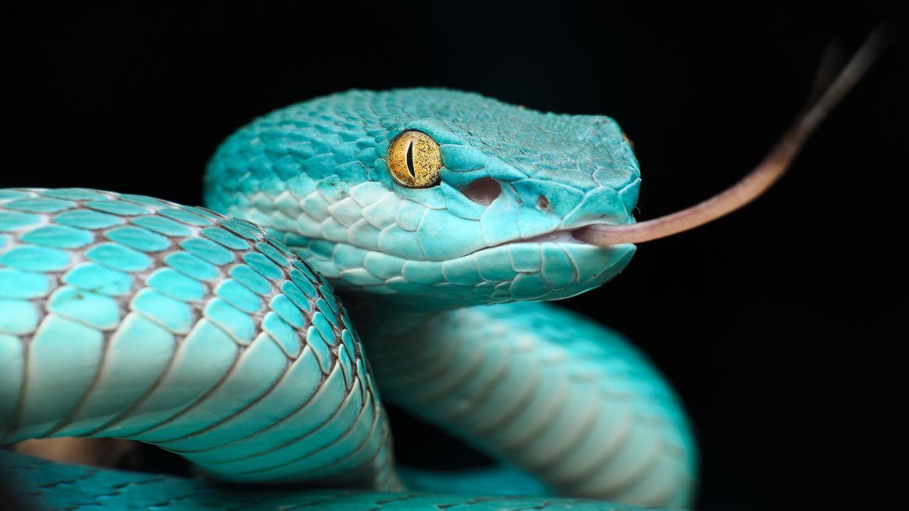 Snakes' mind-bending 'heat vision' inspires scientists to build a 4K ...