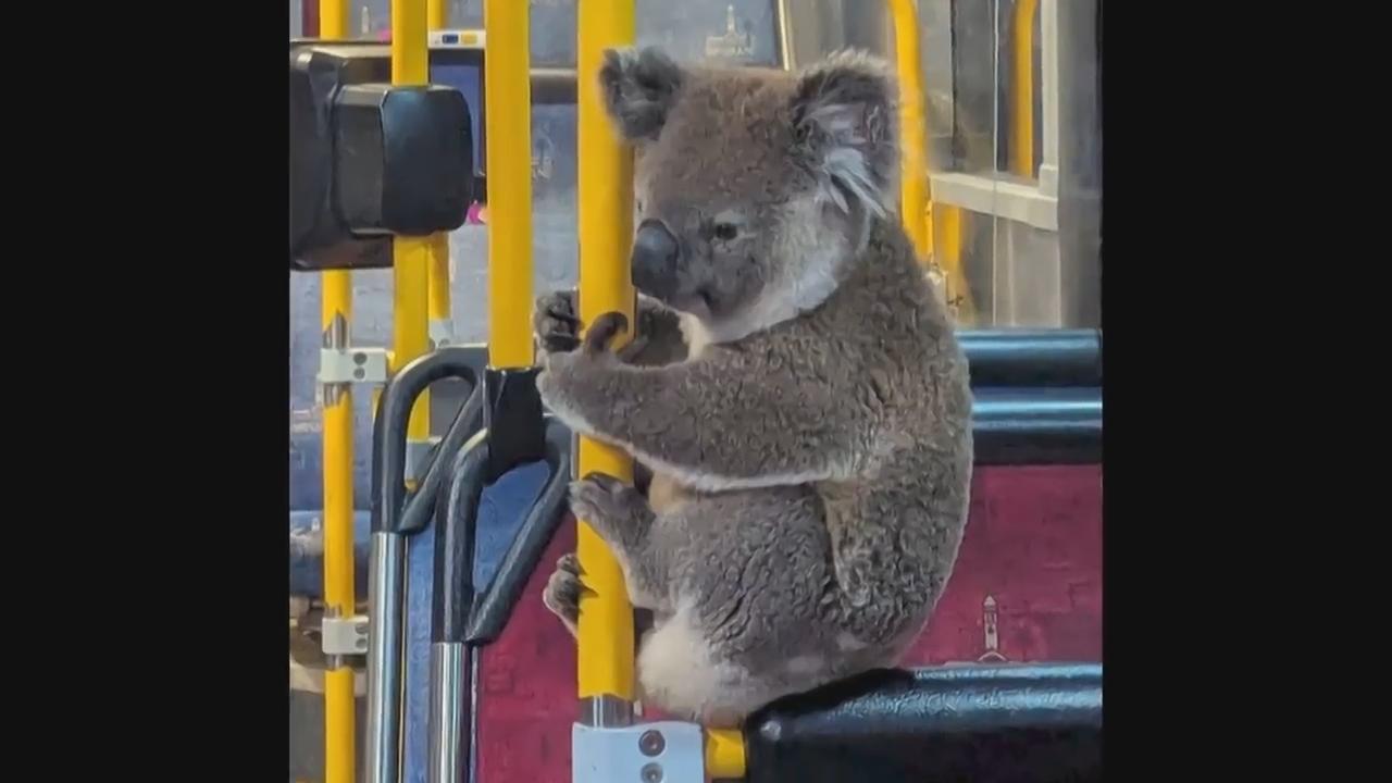 Koala hitches ride on Australian bus before release back into the wild