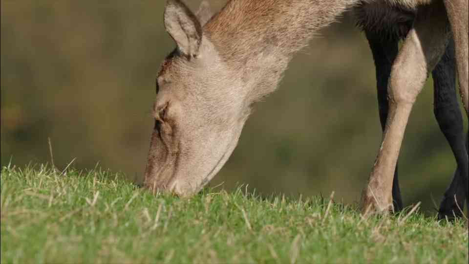 Predators vs. humans – exploring a world without dominance