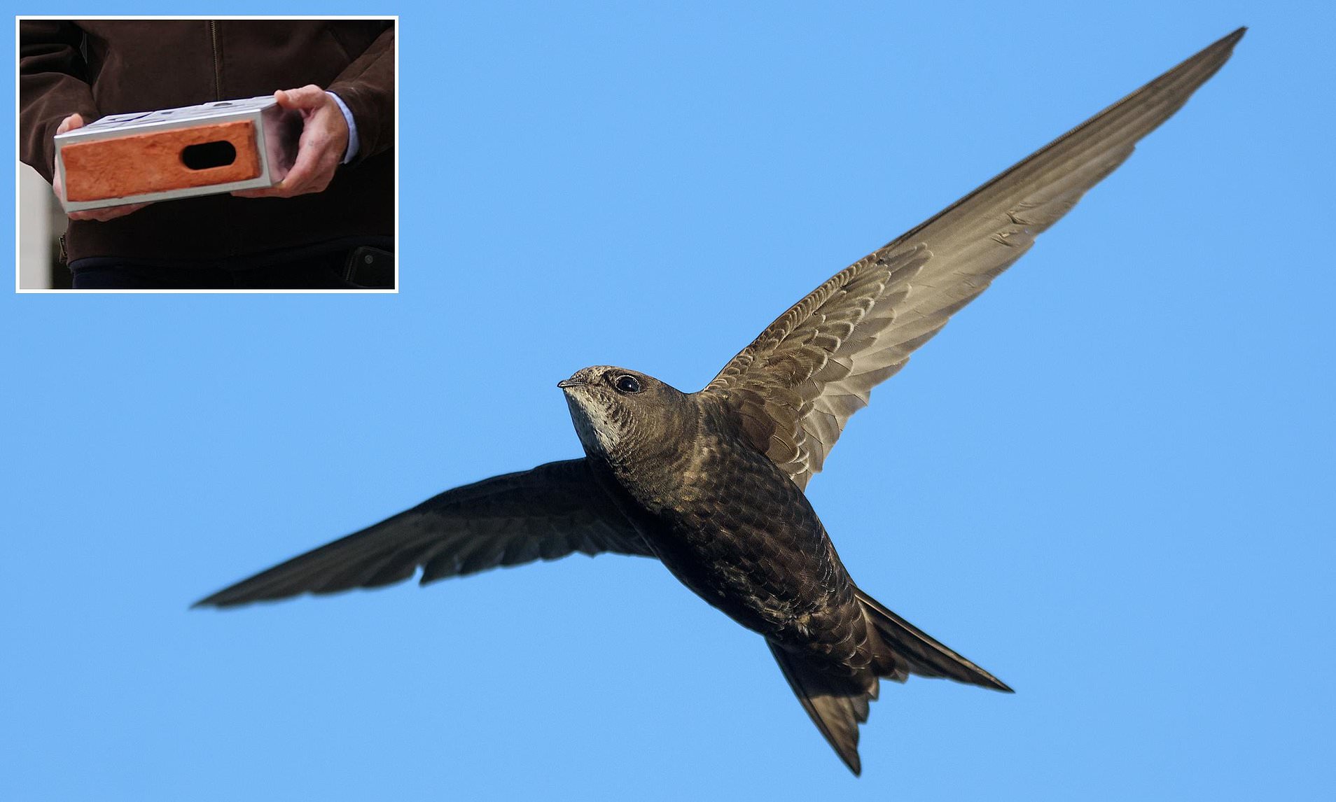 All new homes must be built with 'swift bricks' to protect endangered ...