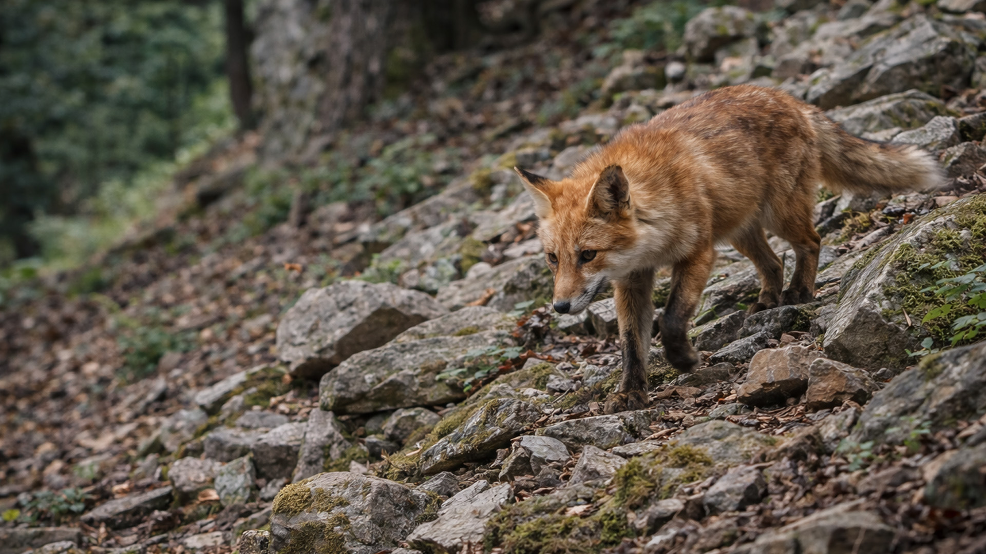 Secret forest camera records rare animal encounters