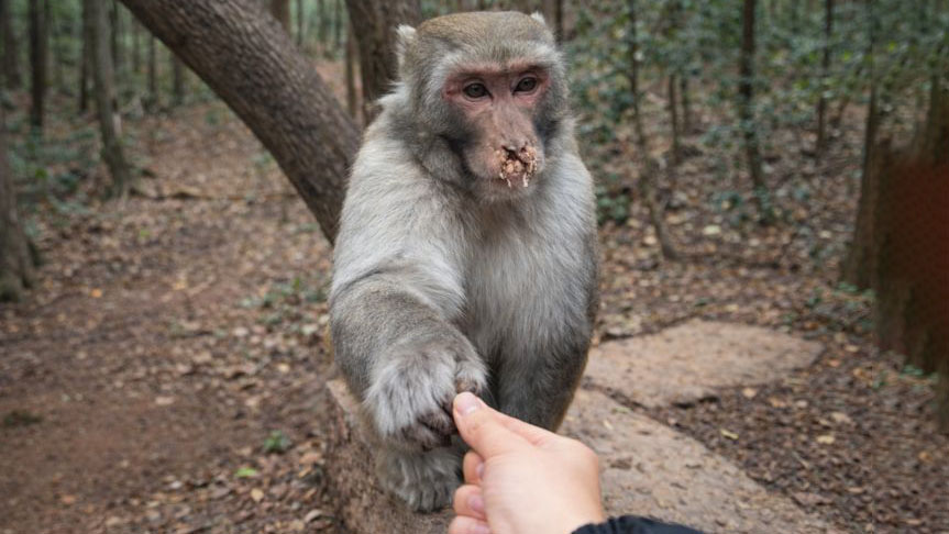 Funny monkey’s reaction when given food