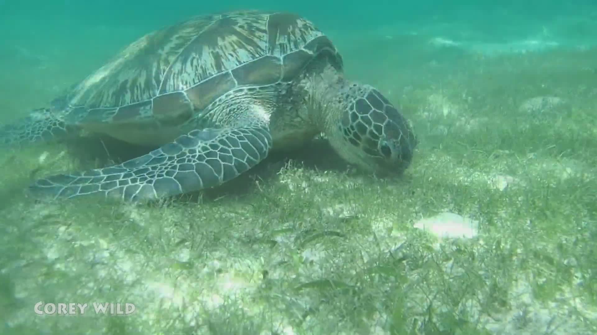Swimming with sea turtles and learning their conservation status<br>