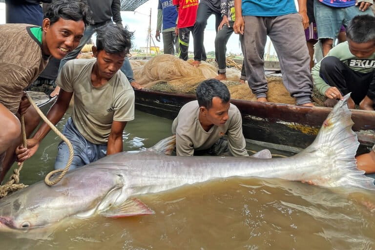 Earth’s freshwater fish face harsh new climate challenges, researchers warn