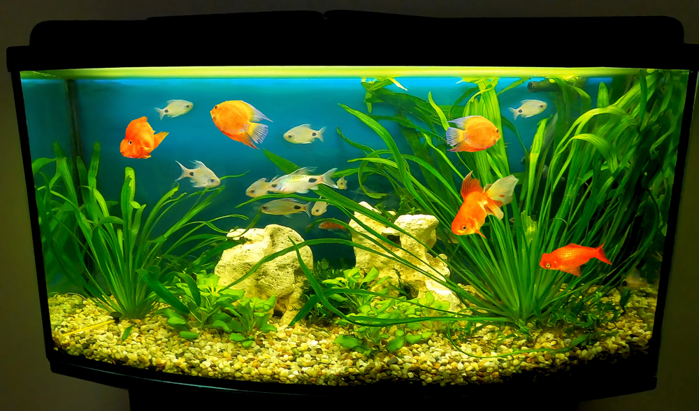 aquarium-cleaning-hacks-for-beginners