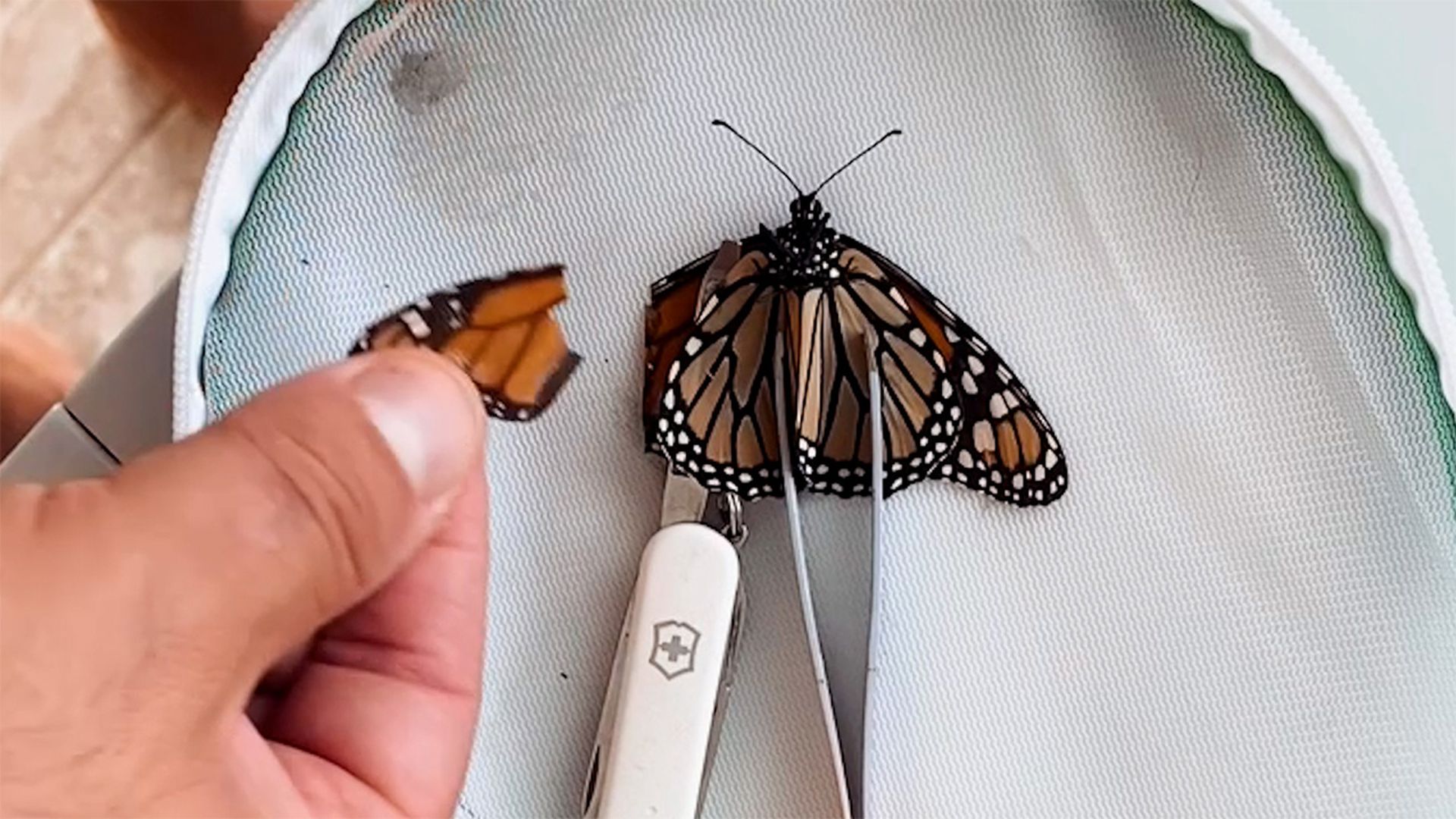 Couple performs surgery on an injured butterfly