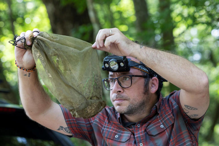 In echo of Jurassic Park, mosquitoes capture entire ecosystems in their ...