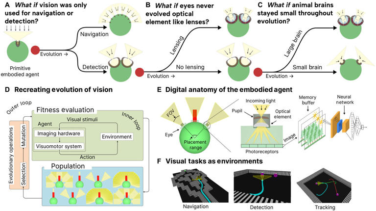A 'scientific sandbox' lets researchers explore the evolution of vision ...