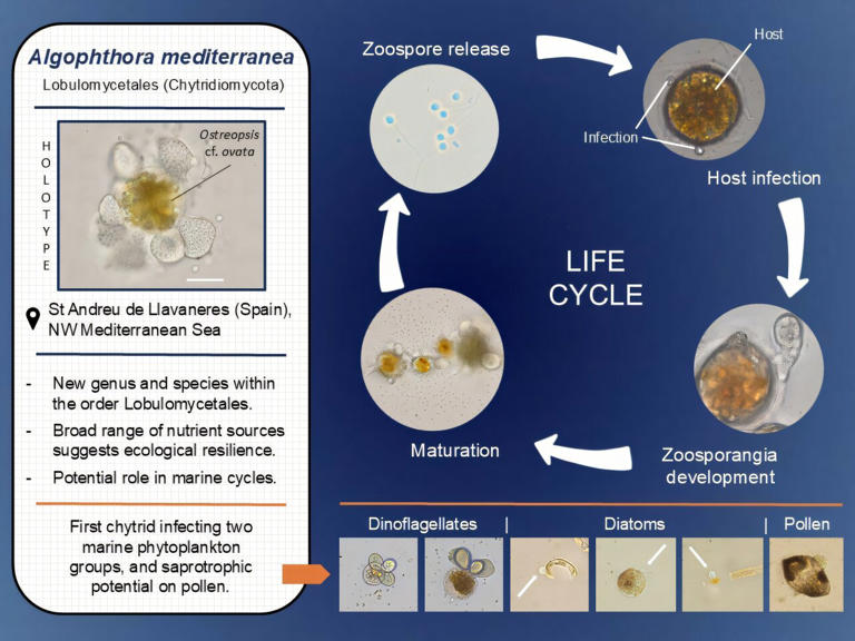 Scientists discover fungus that kills toxic algae threatening human health