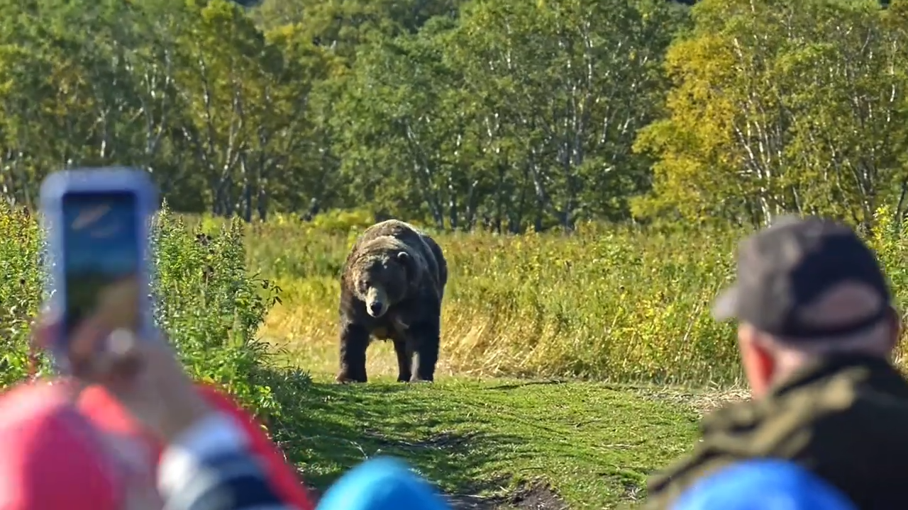 How one predator brought Yellowstone back to life