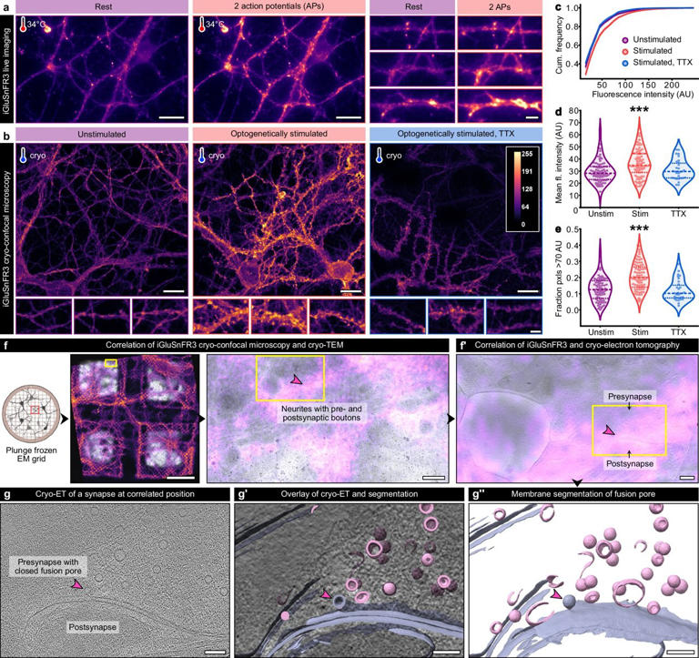 Observing synapses in action: Images capture real-time neurotransmitter ...