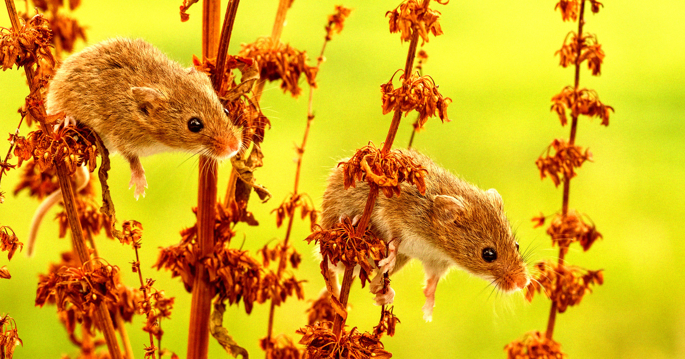 When you hear what happens when they put lab mice in nature, you might ...