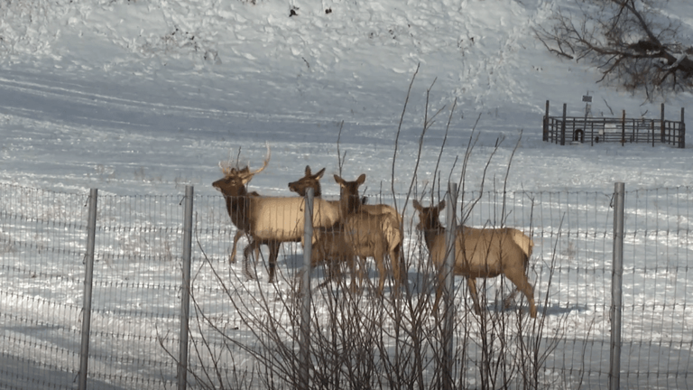 Gaylord's Elk View Park now offers 24/7 elk viewing via webcam