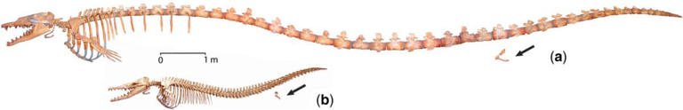 Scientists discover 400 fossilized skeletons of whales that once roamed ...