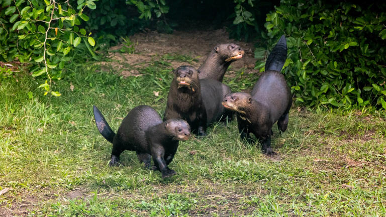 Fotos: Rewilding Argentina