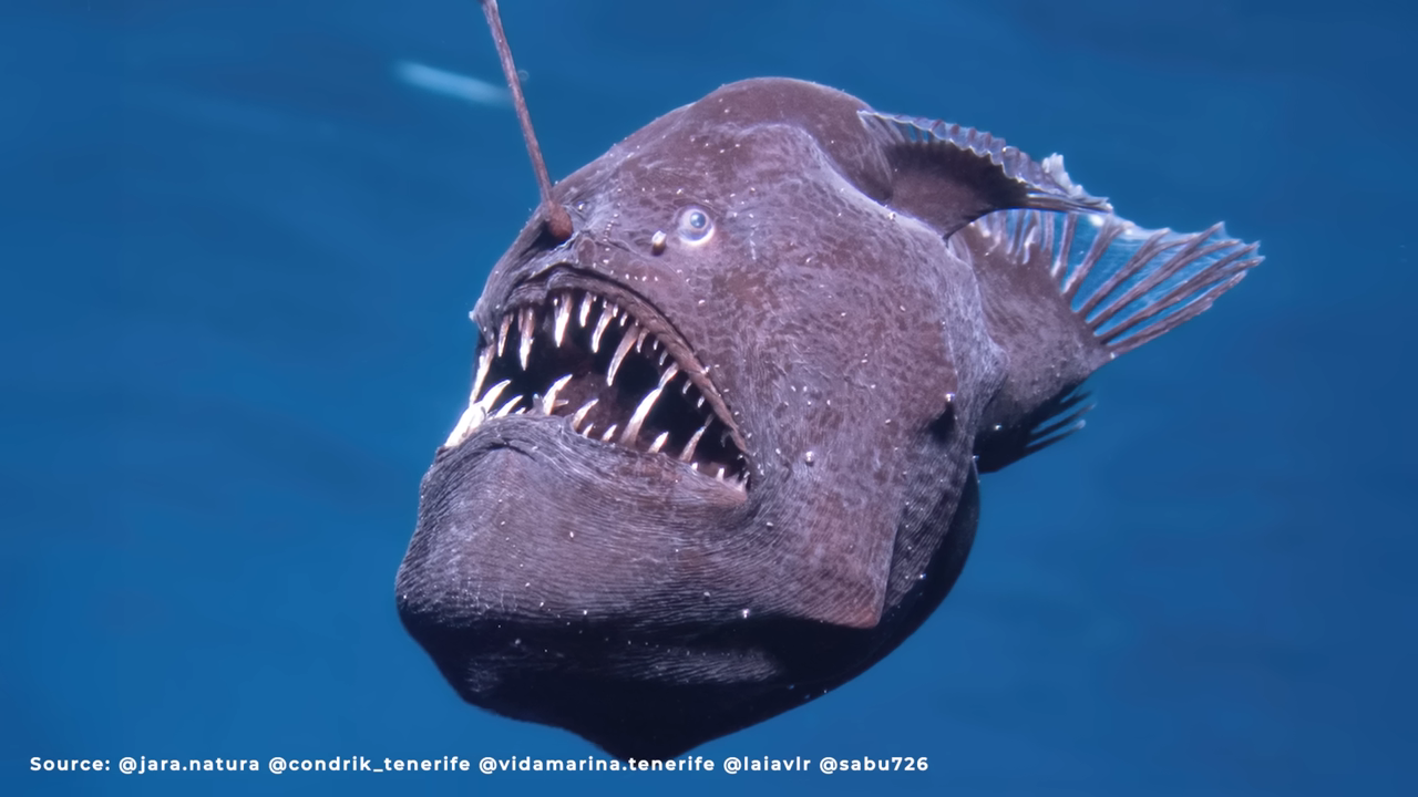 Insane biology of a deep sea anglerfish