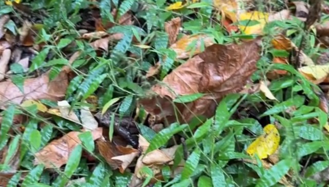 Hiker issues PSA about aggressive plant terrorizing US region: 'That ...