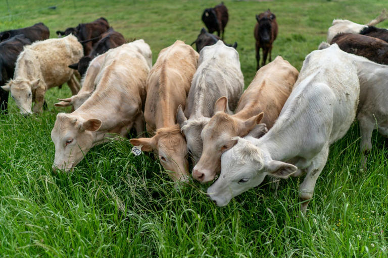 Ranchers in Texas are turning against Trump as price of beef plummets